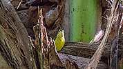 82: 803637-brown-throated-sunbird-female.jpg
