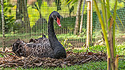 87: 803670-black-swan-breeding.jpg