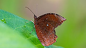 94: 803694-brown-butterfly.jpg