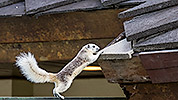 111: 803725-grey-white-squirrel-jumps-to-roof.jpg