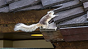 113: 803727-grey-white-squirrel-jumps-to-roof.jpg