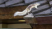 114: 803728-grey-white-squirrel-jumps-to-roof.jpg