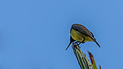 131: 803791-olive-backed-sunbird-male.jpg