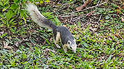 139: 803825-grey-squirrel-in-the-green-finds-seed.jpg