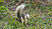 141: 803835-grey-squirrel-in-the-green-eats-seed.jpg