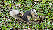 147: 803857-grey-squirrel-in-the-green-checks-seed.jpg