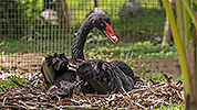 150: 803872-black-swan-breeding.jpg