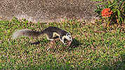 152: 803874-grey-squirrel-on-the-ground.jpg