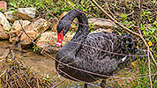 166: 807125-black-swan-stands-in-water.jpg