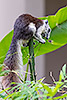 168: 807375-red-brown-squirrel-eats-bamboo.jpg