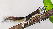 171: 807414-red-brown-squirrel-eats-bamboo.jpg