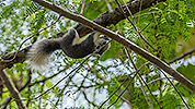 190: 808661-grey-squirrel-in-tree.jpg