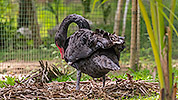 201: 808963-black-swan-in-breeding-break.jpg