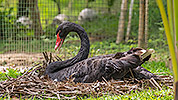202: 809034-black-swan-breeding.jpg