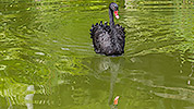 204: 809082-black-swan-swimming.jpg
