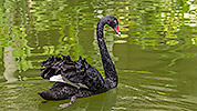 205: 809100-black-swan-swimming.jpg