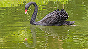 208: 809116-black-swan-swimming.jpg