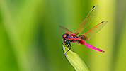 211: 809137-dragonfly-Libelle.jpg