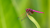 212: 809156-dragonfly-Libelle.jpg
