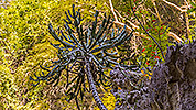 51: 804009-Adaman-Islands-inside-cactus.jpg