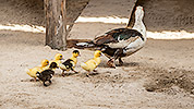 16: 807626-duck-with-chicks-in-Moken-village.jpg