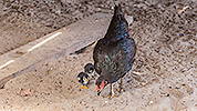 18: 807671-Surin-Moken-hen-with-chicks.jpg