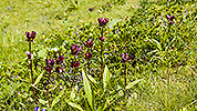 33: 916284-Violetter-Enzian-Gentiana-purpurea.jpg