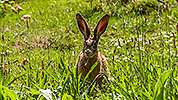 70: 001142-Oster-Hase.jpg