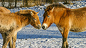 136: 003210-Przewalskipferde-im-Schnee.jpg