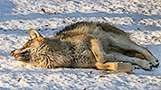 295: 208904-Wolf-liegt-im-Schnee.jpg