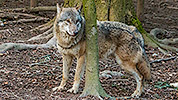 555: 706331-Wolf-im-Wald.jpg